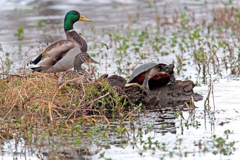 Framed Mallards Freaking Squater Print