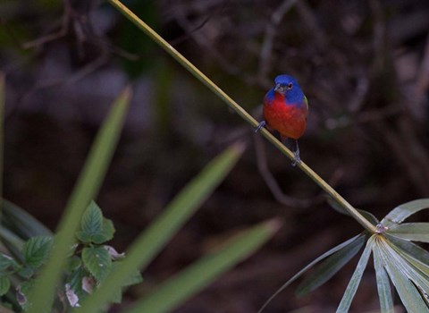 Framed Painted Bunting Male Print