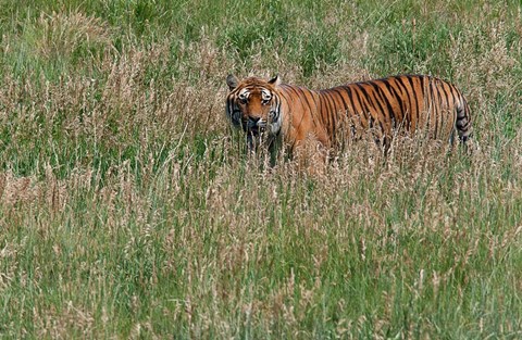 Framed Tiger Print