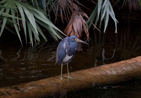 Framed Tricolored Heron Print