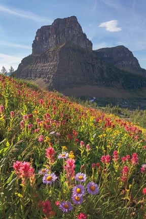 Framed Boulder Pass Wildflowers Print