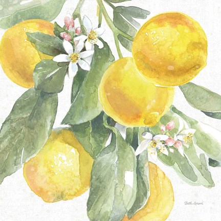 Framed Citrus Charm Lemons II Print