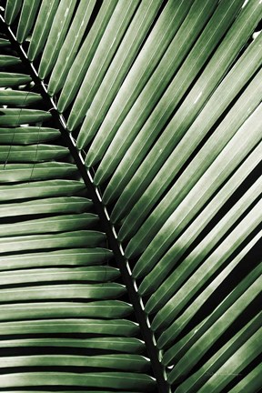 Framed Palm Frond I Green Print