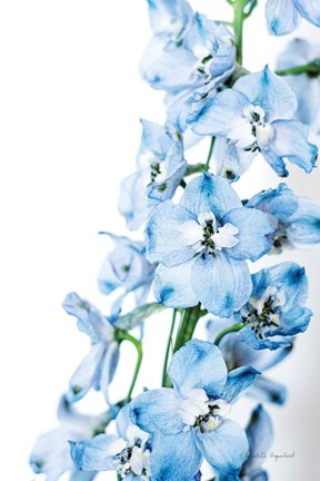 Framed Freshly Picked Delphinium III Print