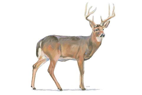 Framed Northern Wild V Print