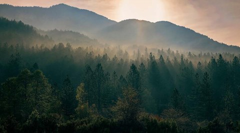 Framed Awakenings Print