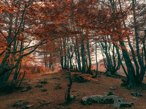 Framed Orange Season Print