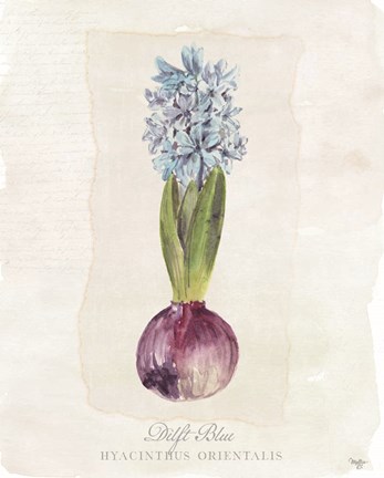 Framed Hyacinthus Orientalis I Print