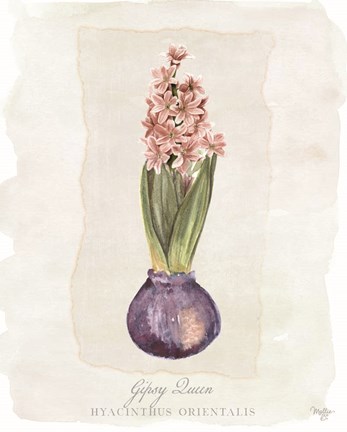 Framed Hyacinthus Orientalis II Print