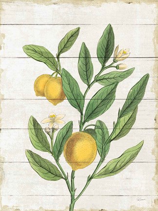 Framed Classic Citrus V Shiplap Print