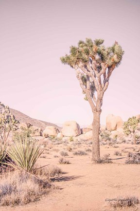 Framed Joshua Tree III Blush Print