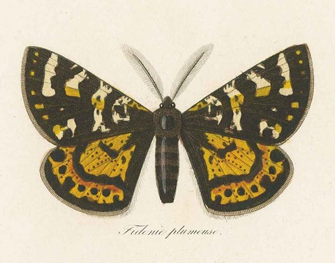 Framed Natures Butterfly V Print