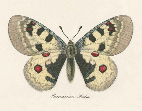 Framed Natures Butterfly III Print