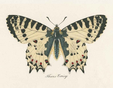 Framed Natures Butterfly I Print