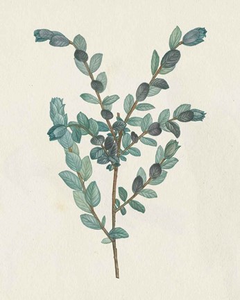 Framed Victorian Garden Greenery II Print