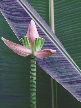 Framed Banana Flower Print