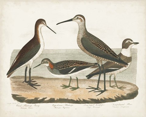 Framed Waterbird Trio II Print