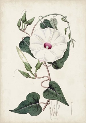 Framed Garden Gems V Print