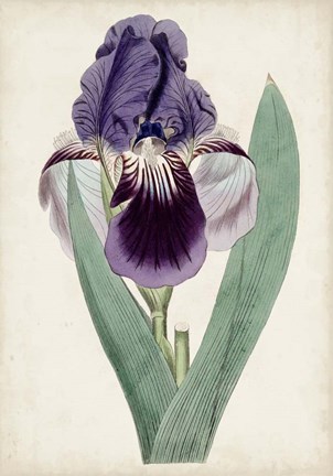 Framed Garden Gems VI Print