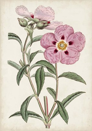 Framed Garden Gems VII Print