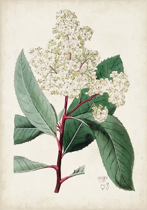 Framed Garden Gems X Print