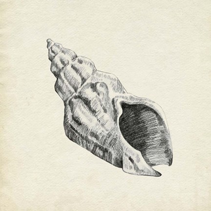 Framed Seashell Pencil Sketch II Print