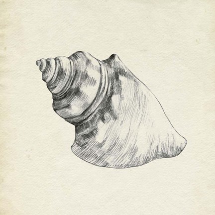 Framed Seashell Pencil Sketch IV Print