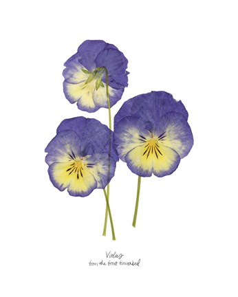 Framed Pressed Violas I Print