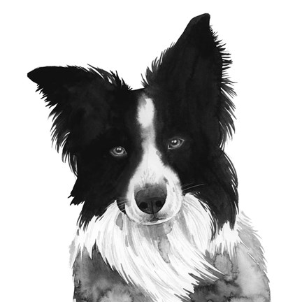 Framed Border Collie I Print