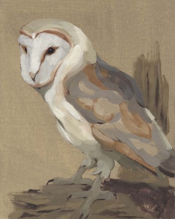 Framed Common Barn Owl Portrait II Print