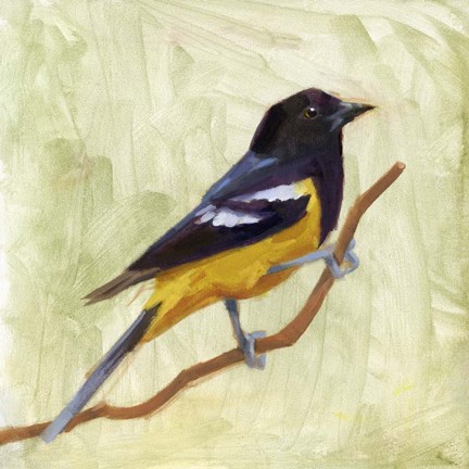 Framed Backyard Birds I Print