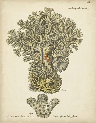 Framed Ecru Coral VI Print