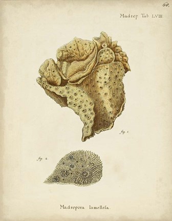 Framed Ecru Coral VII Print