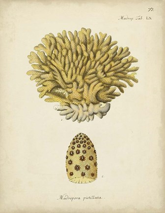 Framed Ecru Coral VIII Print