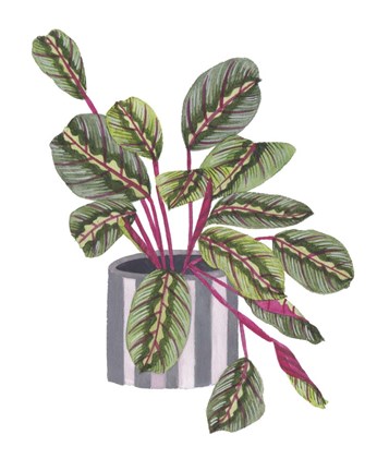 Framed Prayer Plant I Print