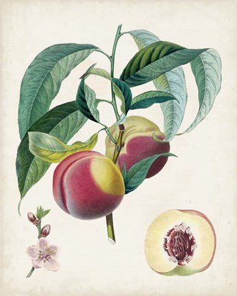 Framed Belle Bauce Print