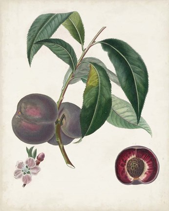 Framed Peche Cardinale Print