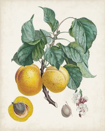 Framed Abricot- Peche Print
