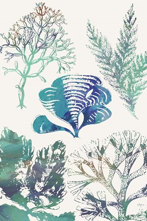 Framed Aquatic Assemblage III Print