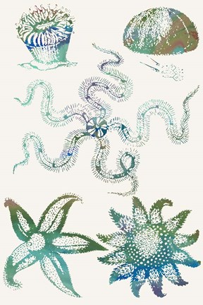 Framed Aquatic Assemblage VII Print