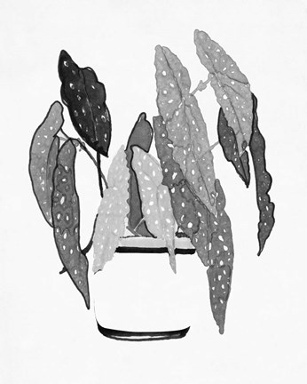 Framed B&amp;W Indoor Plant V Print