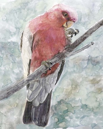 Framed Tropic Parrot I Print