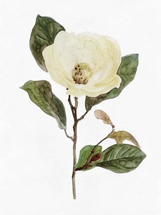 Framed White Blossom VII Print