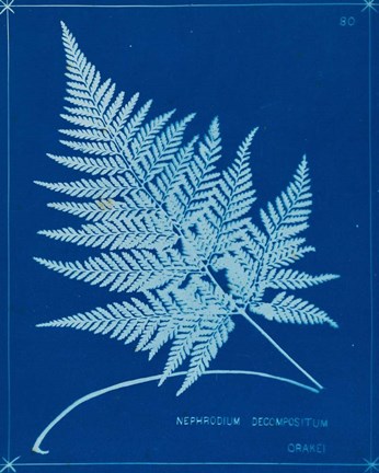 Framed Cyanotype Ferns II Print