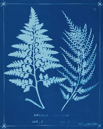 Framed Cyanotype Ferns V Print