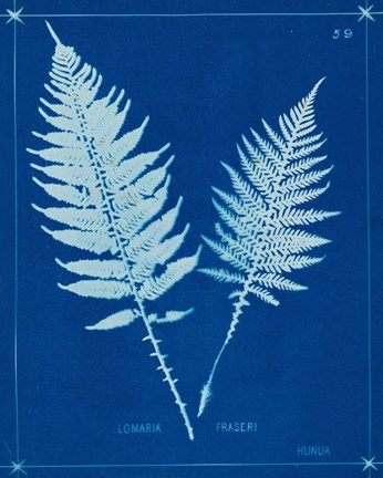 Framed Cyanotype Ferns VI Print