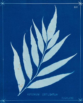 Framed Cyanotype Ferns VII Print