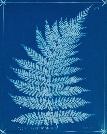 Framed Cyanotype Ferns IX Print