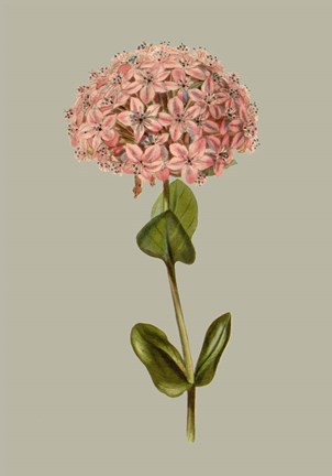 Framed Botanical Array VIII Print