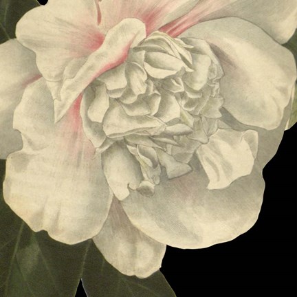 Framed Dramatic Camellia II Print